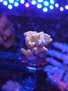 RRC TROPICANA anacropora
