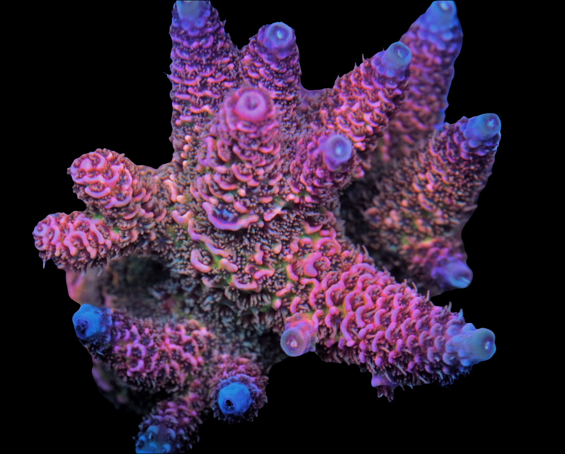 All Corals – SpeedReeferCorals